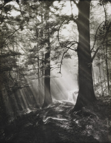 Pathway of light - J.W Chapman-Taylor
