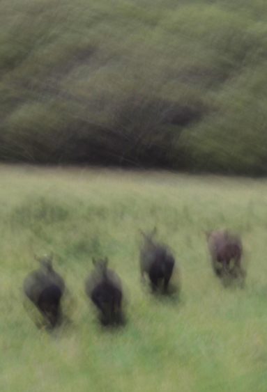 Untitled (Cows running from train)_Peter Rodgers